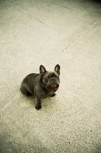https://www.fwdk.info/files/gimgs/th-54_dog.jpg