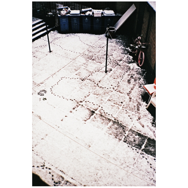 https://www.fwdk.info/files/gimgs/th-80_birdprints1.jpg