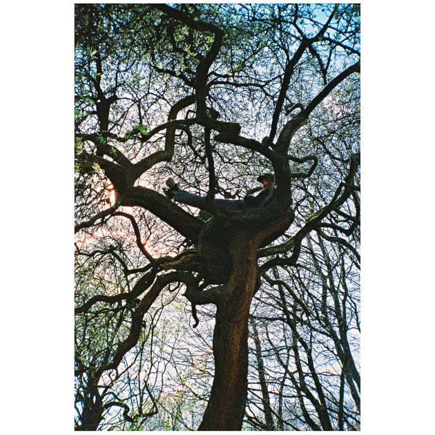 https://www.fwdk.info/files/gimgs/th-80_greg tree 2.jpg