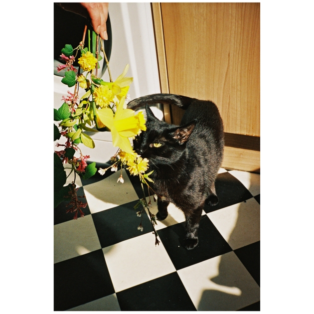 https://www.fwdk.info/files/gimgs/th-80_ninaflowers.jpg